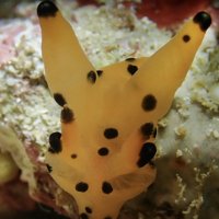 你见过海底鼻涕虫吗？它们是海底明星小精灵——海兔