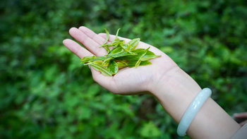 来一杯无污染无公害的雨花茶