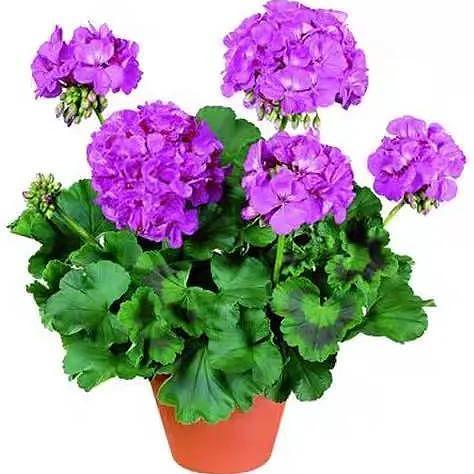 气温超过35℃，天竺葵要“静养”，2件事别做，才能安然度夏