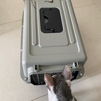 🐱布偶猫咪 | 航空箱🏠