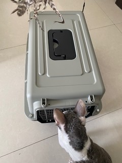 🐱布偶猫咪 | 航空箱🏠