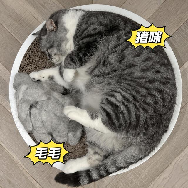 喵生活 篇三 多猫(毛)家庭之除毛大作战篇