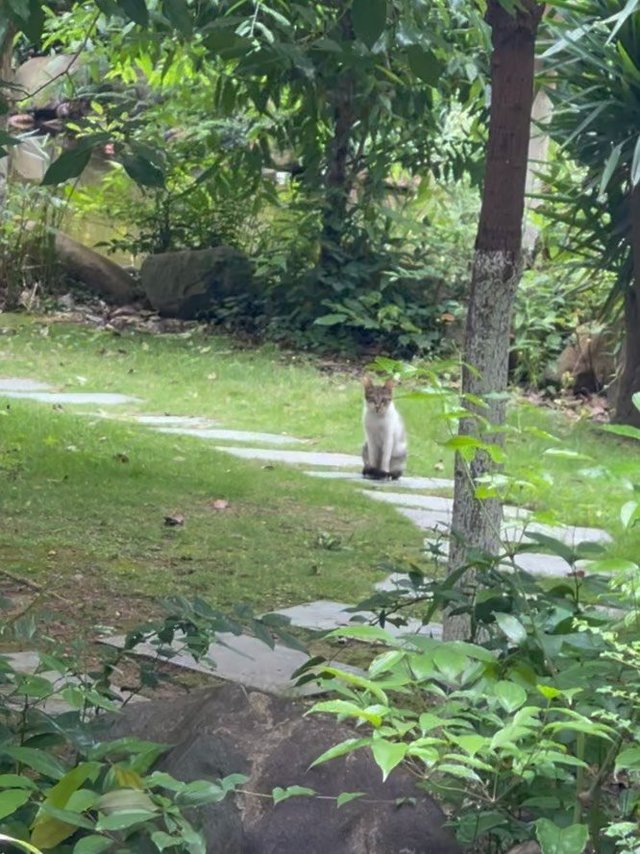 顽皮对顽皮，看谁更顽皮！