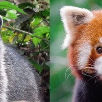 如何区分小浣熊和小熊猫？