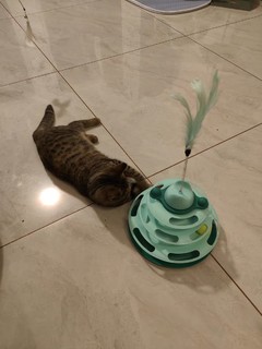 猫玩具自嗨解闷逗猫棒宠物猫咪转盘球