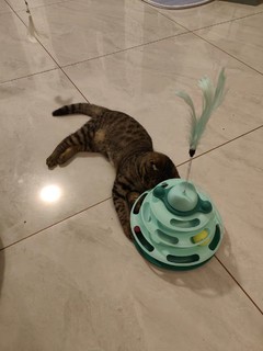 猫玩具自嗨解闷逗猫棒宠物猫咪转盘球