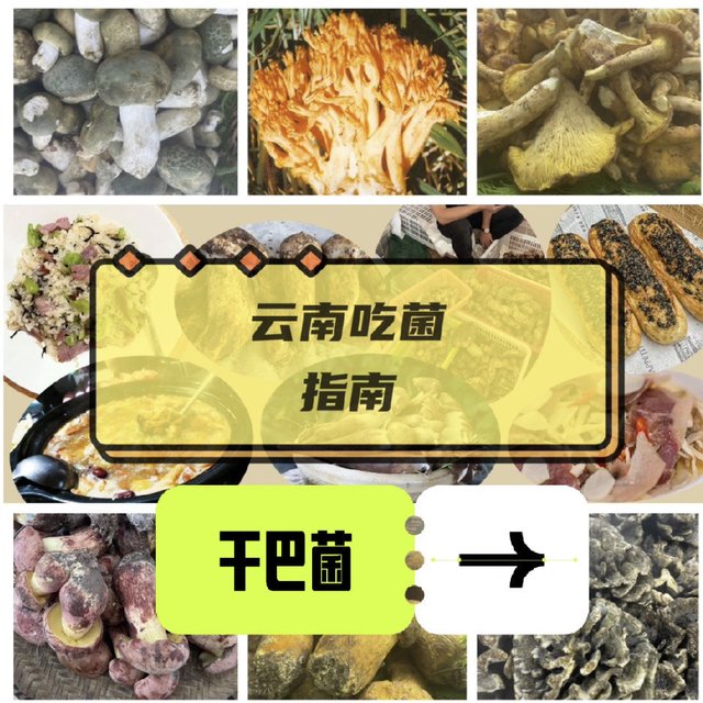 云南吃菌指南之一：干巴菌~附推荐餐厅