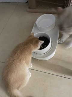 醇粹全价冻干成猫幼猫粮旗舰店官方十大品牌