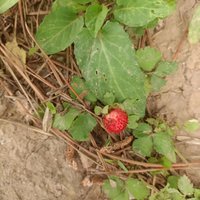 野生小草莓：探寻大自然中的美味与营养