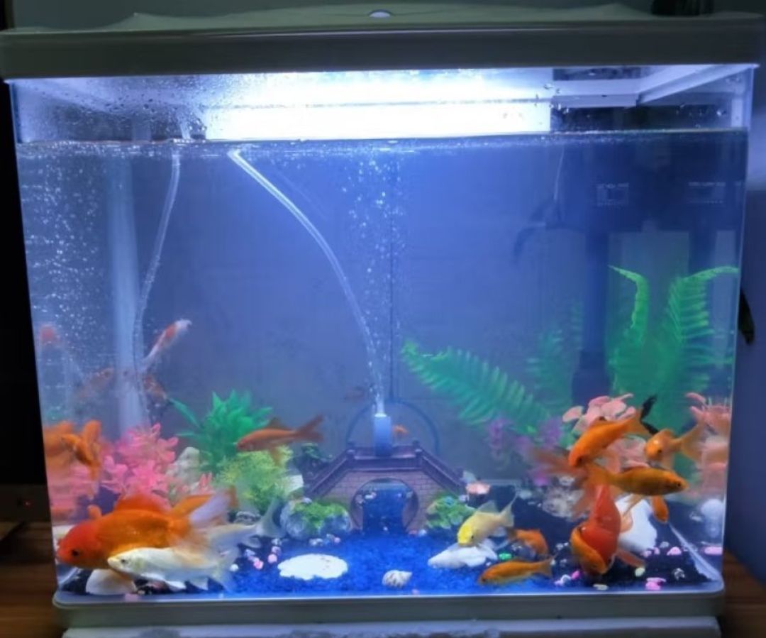 添置了一个鱼缸让家里风生水起!