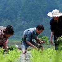 生长在林中的10大中药材，是农民发家致富的方向