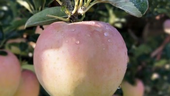 美食分享 篇八十一：618种草大连王林雀斑美人丑苹果