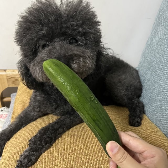 水果黄瓜和黄瓜🥒有什么区别？