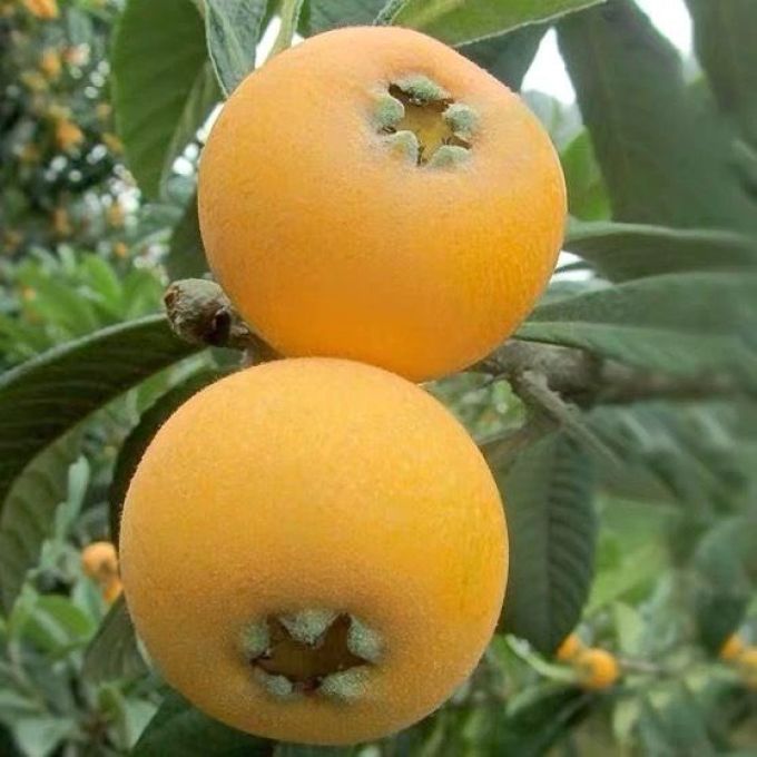 甜苏州冠玉枇杷当季新鲜水果非白玉枇杷礼盒