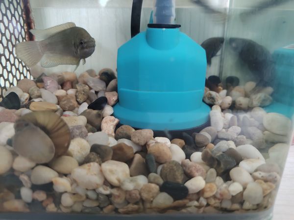 大马拉小车的抽水泵