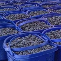旅游美食 篇十四：到果园采摘蓝莓，感觉蓝莓价高是应该的😂