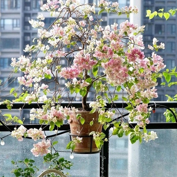 6月三角梅要“宠着养”，“多吃多晒”，才能开出“爆盆花”