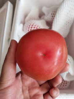 晒一晒超实惠的西红柿