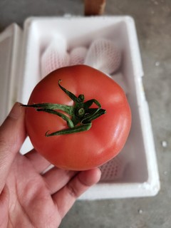 晒一晒超实惠的西红柿