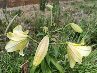 香水百合开花了，自己栽的就是香