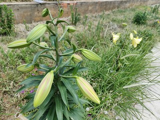 香水百合开花了，自己栽的就是香