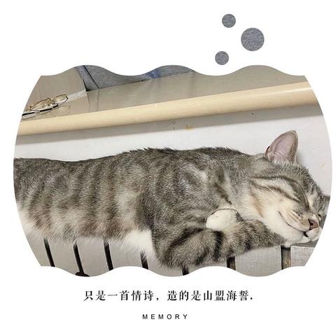 618低温烘焙猫粮如何选