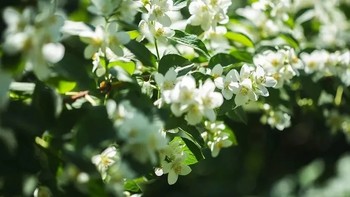 人间第一香--茉莉花茶