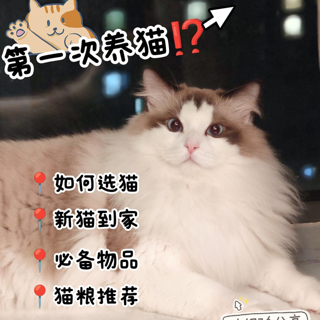 第一次养猫丨新手接猫攻略看这篇