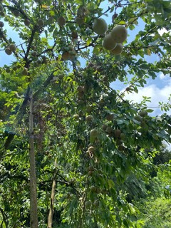 酸酸甜甜三华李