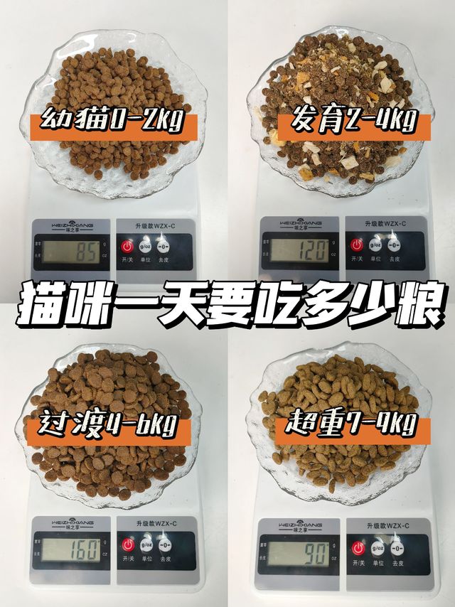 新手养猫|猫粮测评|猫咪一天要吃掉多少粮？