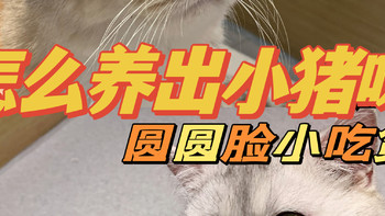 新手小猪咪养成记丨月不过百也能养好猫