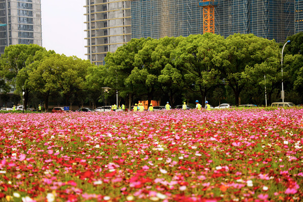 城北公园格桑花开了