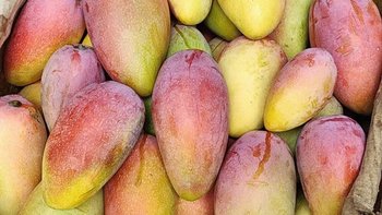 芒果成熟原来只需要三天？应季的芒果真的太甜了！