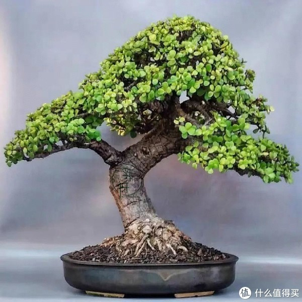 夏季养金枝玉叶要勤快，常做“3件事”，越来越美，表现太优秀了