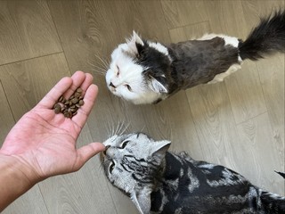Instinct生鲜本能猫粮评测