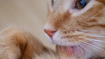 猫猫疾病 篇一：你知道猫传腹是什么原因导致的吗？ 