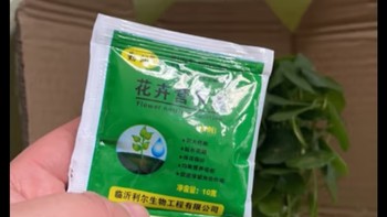 好养又好看的铜钱草，家中必备的绿植