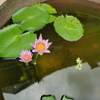 植物专栏 篇八：今天的小莲花它找了个小伙伴