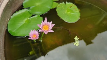 植物专栏 篇八：今天的小莲花它找了个小伙伴