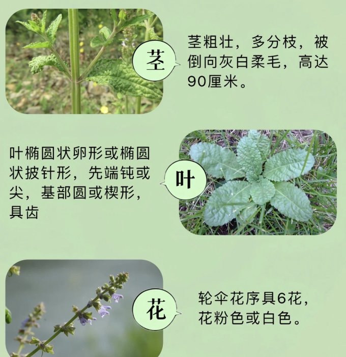 鲜花绿植
