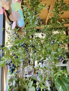 可可爱爱的蓝莓成熟了