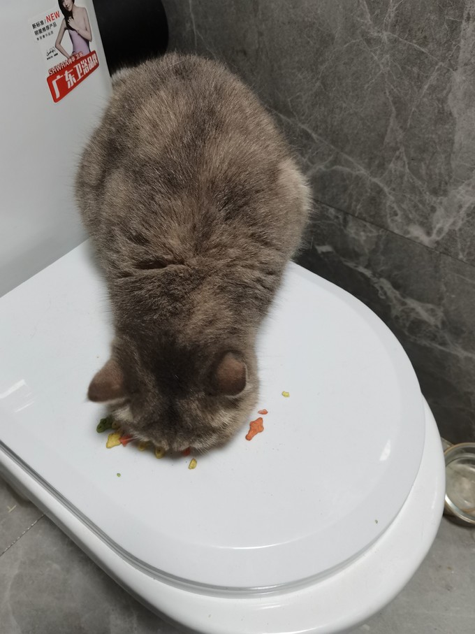 猫零食