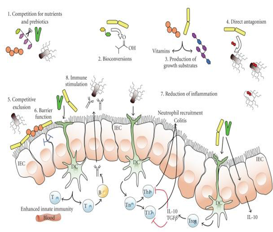 益生菌影响微生物群的潜在或已知机制[6]