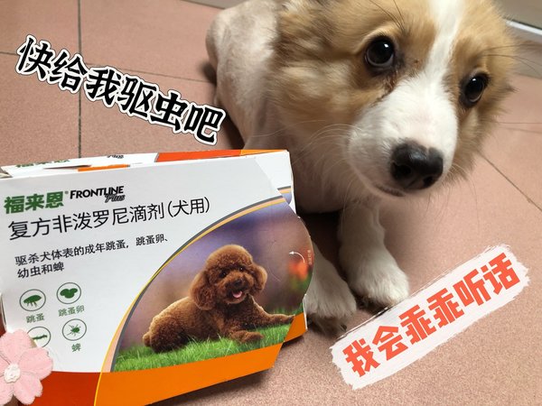 福来恩体外驱虫剂，驱除虫虫～狗狗无烦恼