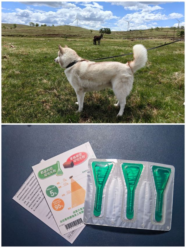 带狗子户外玩，提前体外驱虫少不了