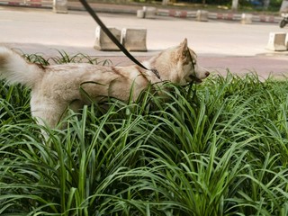 带狗子户外玩，提前体外驱虫少不了