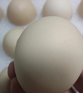 温氏鸡蛋