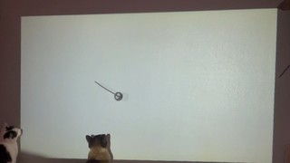 电子逗猫神器