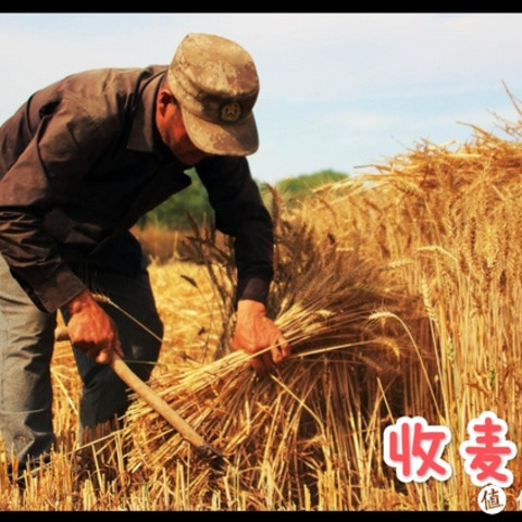 看西瓜地，上补习班，哪个幸福？