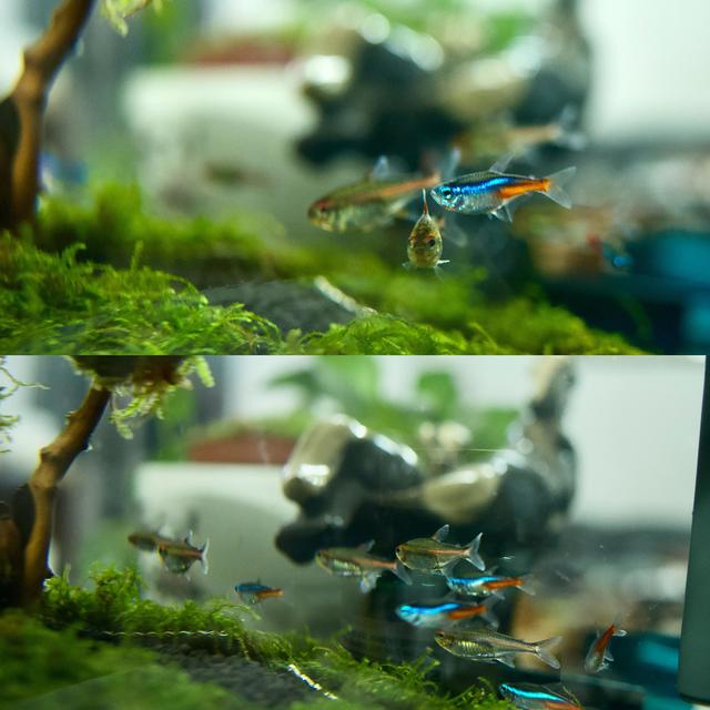 新开小草缸，百元预算为桌面增添新景色，鱼儿活力十足